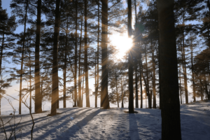 Aurinko paistaa lumisessa metsässä runkojen lomasta.