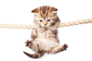 Kissanpentu roikkuu etukäpälillään kiinni pitäen köydessä.