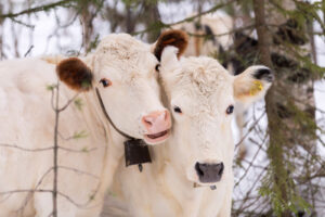 ”Lapinlehmän maito on makeampaa, rasvaisempaa ja sisältää paljon proteiinia” – tällaisia lehmiä ovat Tuuhea, Tunna, Tiia ja Taival